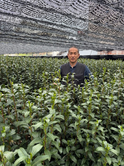 NARINO MATCHA